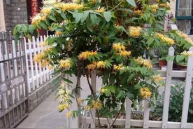 庭院里养5种花，香气飘飘花朵繁茂，还特别容易养，太赏心悦目了图片