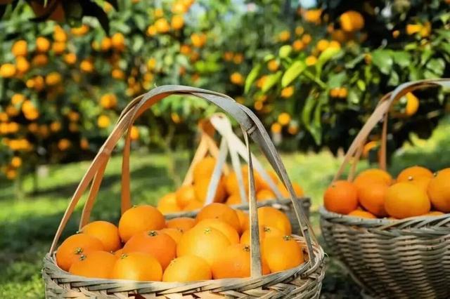 长三角果香正浓！快到这些当季采摘点位探“鲜”吧~