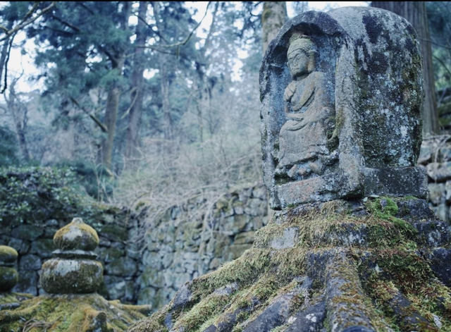 天目山秘境觉醒！用镜头解锁“大树王国”的N种打开方式