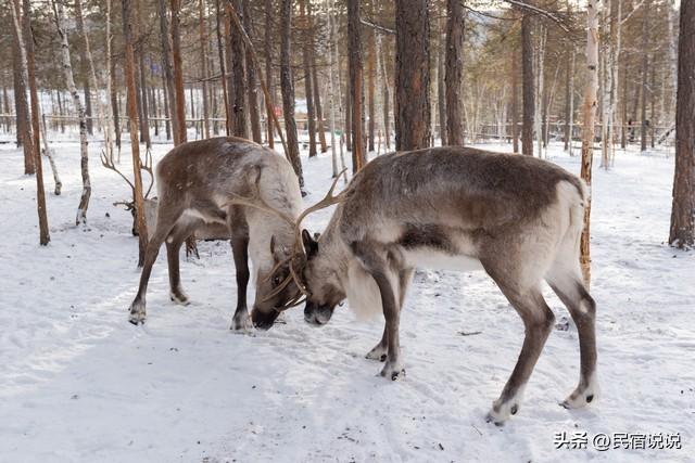 看过来，带你玩转中国最冷小镇。