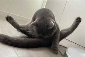 猫尿闭最全居家处理方法，关键时候能省好几千，不收藏就亏大了！图片