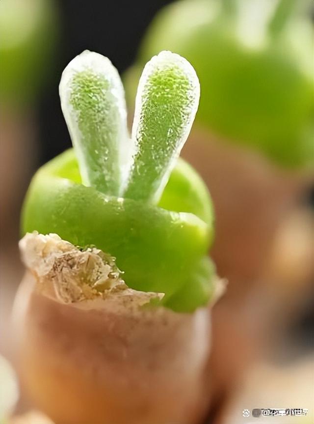 女子晒“已苏醒的小兔子”，萌萌的好可爱，网友：长大后会变残