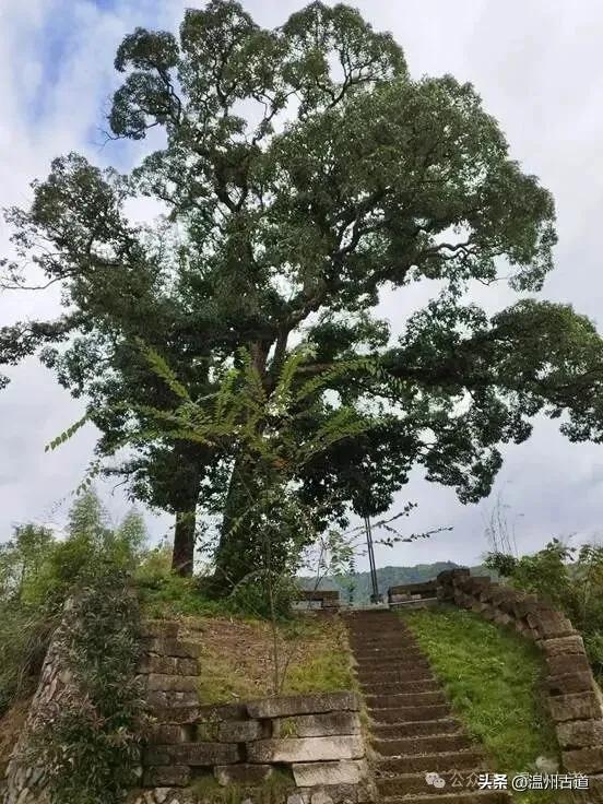 泰顺二日行,解锁浙南山水里的诗意秘境和古村风情!值得推荐分享