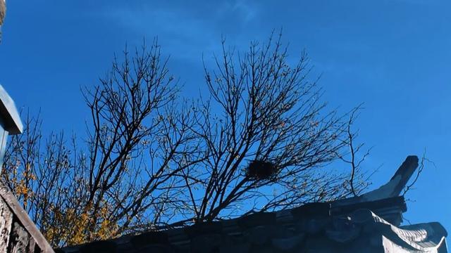 冬日暖阳下，邂逅一个慢时光里的杨柳青