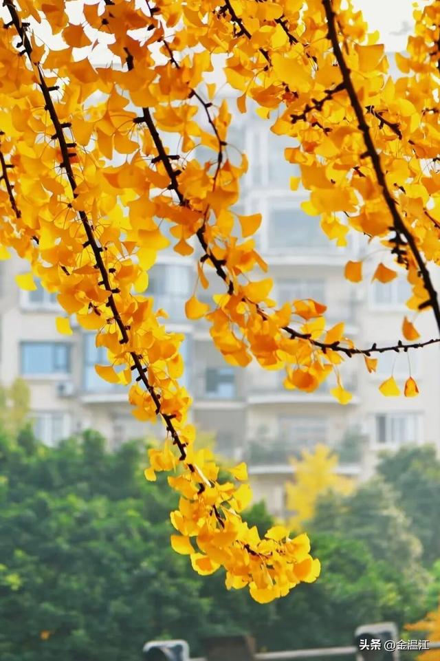 在“杏”福满满的大南街！这样拍超出片