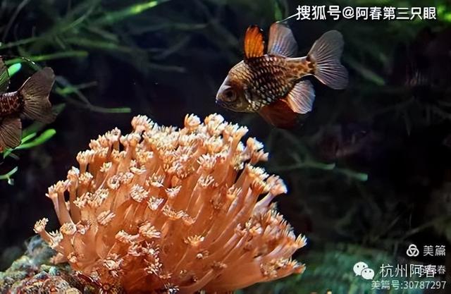 大连 之海洋世界