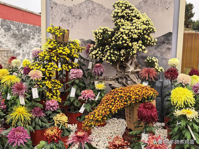 秋风独宠一园菊，晚来香艳出樊篱——北京北海公园2025年菊花展