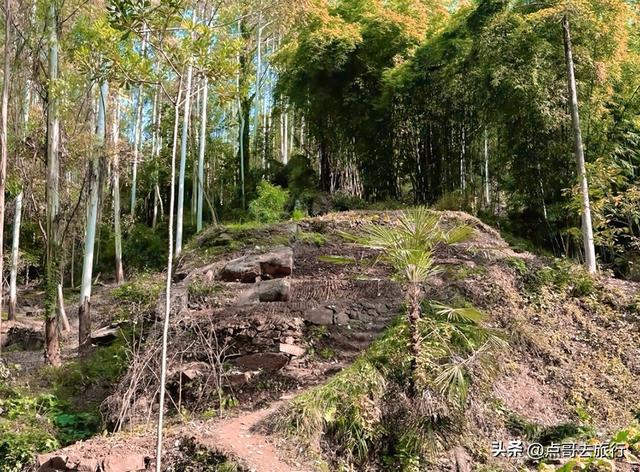 成都龙泉山冷门徒步路线，大片桉树林超美，不要门票，野趣十足！