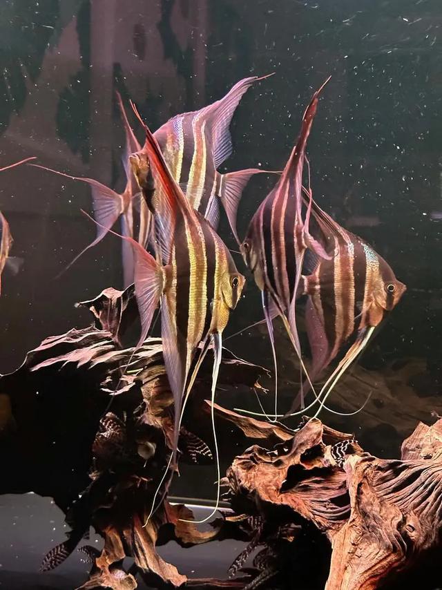 神仙鱼饲养指南:轻松拥有梦幻水族箱!