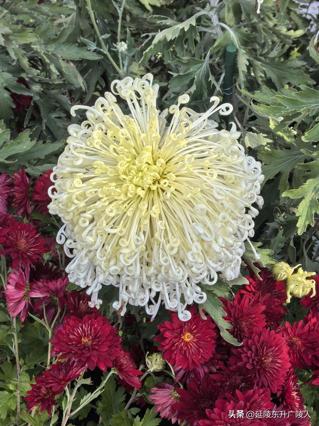 常州城东横山桥白龙观 冬日菊花节 采菊东篱下，悠然见横山