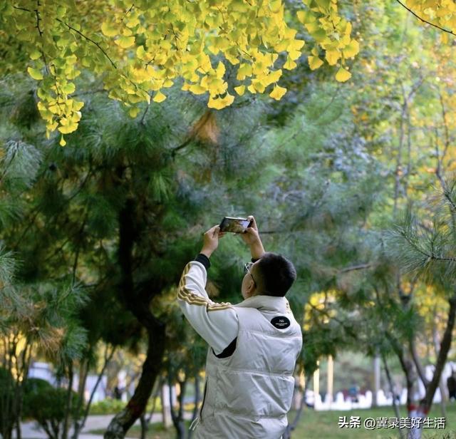 满城尽染“黄金甲”！石家庄公园银杏进入最佳观赏期