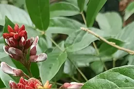 月经总是不按时来？这种“妇女之友”要认识，砍断会流血，要珍惜图片