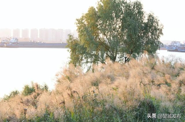 芦苇+落日=超级出片！望城这片景太会了！