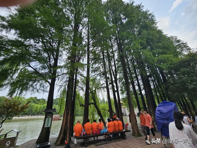 扬州廋西湖，挺拔的池杉，狭长的小湖，翠绿的垂柳，碧绿的何花