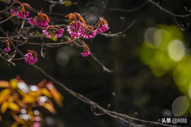 灵鹫山的野樱花快谢了，今年还没看的就别去打扰无为寺的清静啦