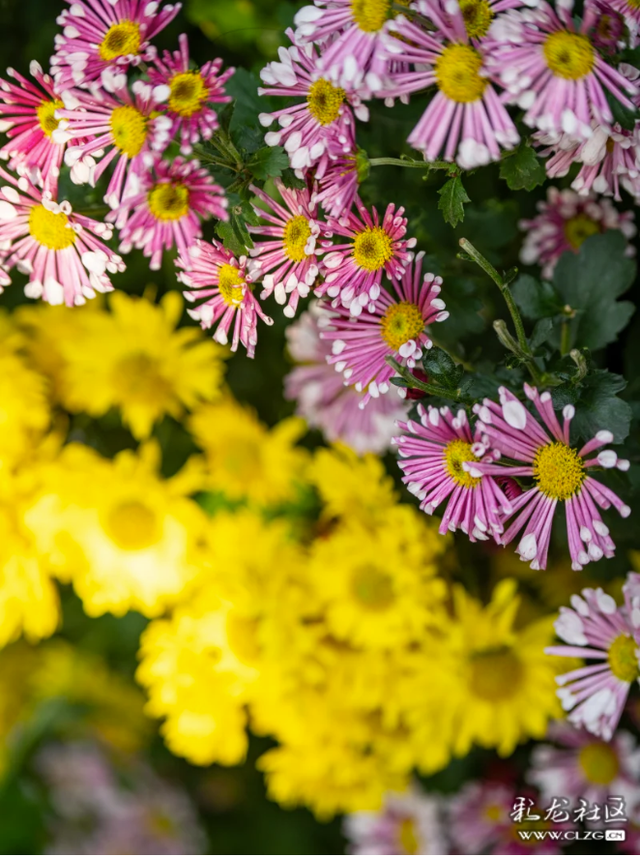 昆明大观公园｜金秋菊花展，旅拍很出片！（附攻略）