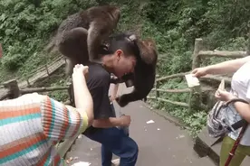 越闹越大！峨眉山猴子将男孩推入沟中，景区回应引网友热议！图片