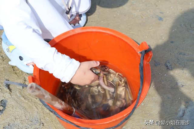 北海旅行，小朋友最开心的一站——红树林赶海！