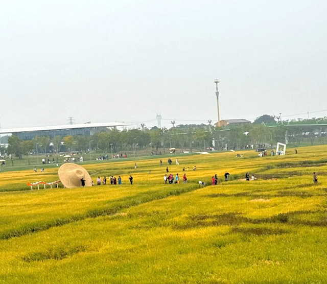 “稻”梦空间走红！@长沙家长：11月带娃去稻田撒欢