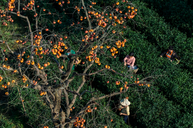 跟着文化游光山丨翁塆茶园：柿熟秋光里的千年雅韵
