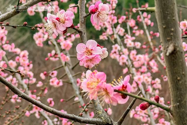 开啦!西安周边两处赏梅秘境,花开满屏VS品种多多,快去赏花走!