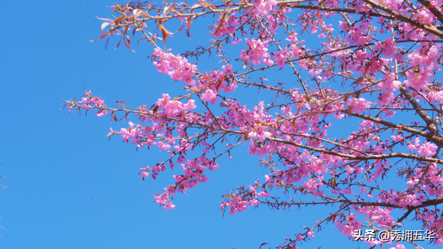 冬日美景在五华｜在暖冬赴一场粉色的冬樱花之约