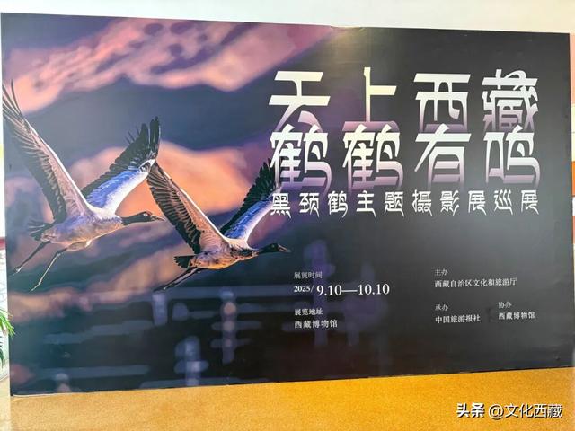 限时展出！西藏博物馆这3大展览不要错过！好玩到尖叫！
