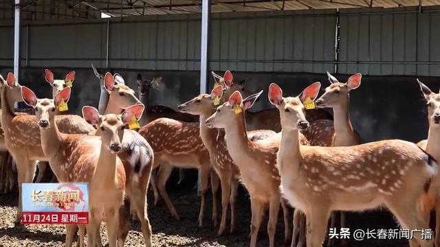 高质量发展新答卷丨双阳区：“鹿”鸣林海促融合 文旅赋能绘新卷
