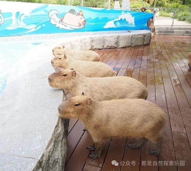 没有小角色 只有小爪爪｜首个动植物文旅社区国庆节南京开“宠”