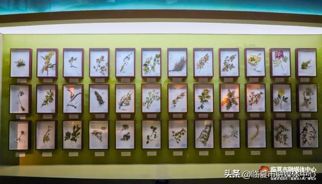 遇见•临夏丨金秋看展 与临夏文博来一场跨越时空的“对视”