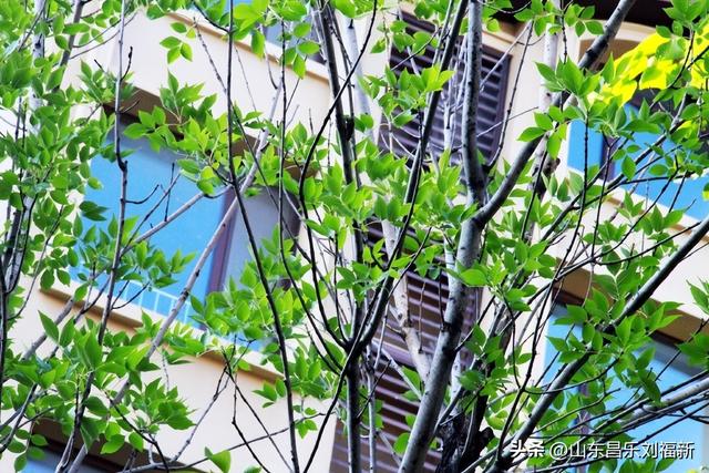 首阳山路上·骤遇老学生·及其它