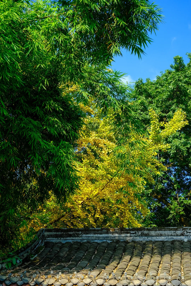 草堂银杏季 | 老枝诗未全，园中金将成