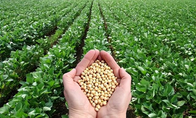 终于低下高贵头颅，美国公开表示：若中国要大豆，希望先找美国