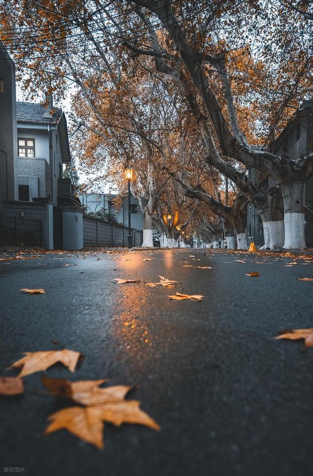 石象路银杏黄了！秋日南京必走的几条经典路线