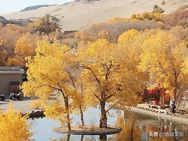 图说｜沙漠绿洲胡杨峡掠影