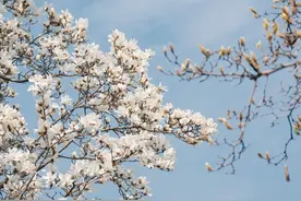 姑苏粉墙映花雪，玉兰绽放正醉人！这几条线路边玩边赏花！图片