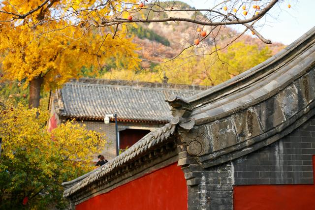 泰山普照寺，那最后的一树金黄