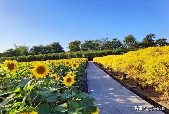 国庆假期去佛山卡玛缤纷花世界，共赴一场花开时节又逢君的约会