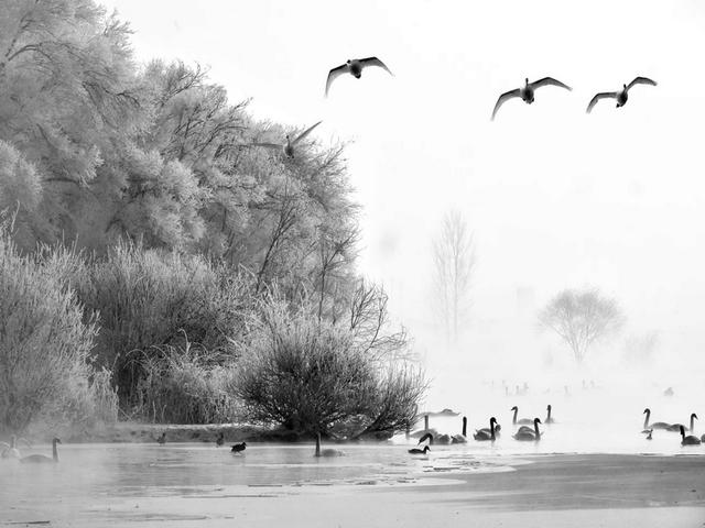 伊宁天鹅泉湿地公园：冬日里的生态诗画