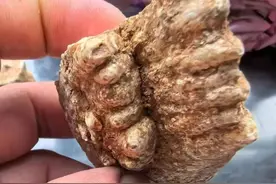 十堰发现一处旧石器时代遗址 出土约5万年前动物化石图片