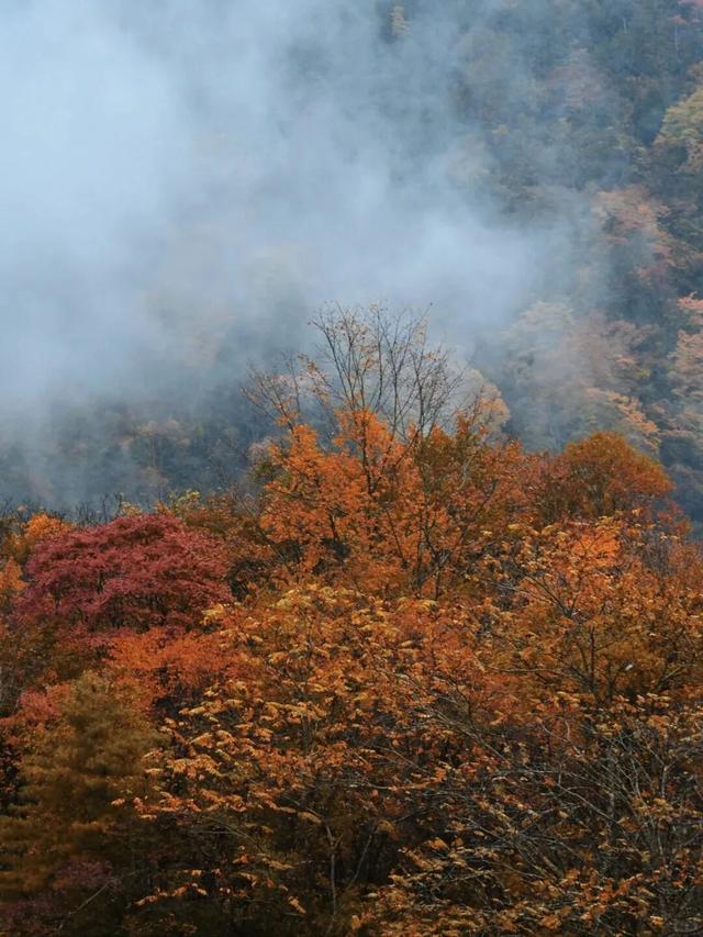 我竟然发现，唐家河红叶居然如此好看！