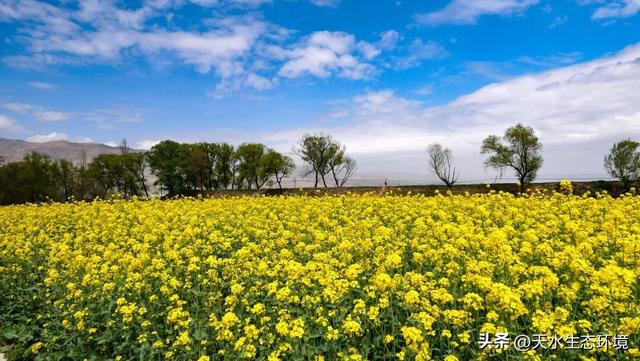 大美天水 | 花海上新！来天水，看“油”画里的春天~