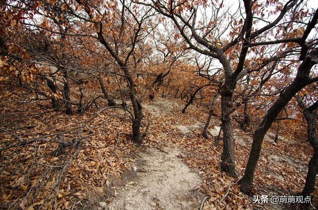 12岁时的我，过年与妈妈各自在山顶摆摊，妈妈奖励了我一碗炒凉皮
