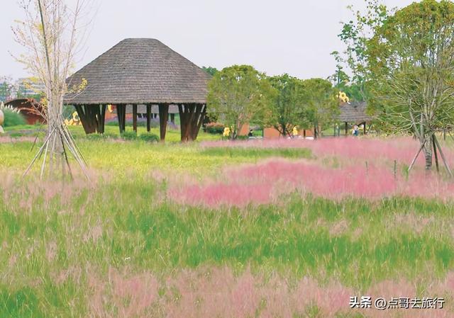 成都必去的三大花海，是秋天的顶流，浪漫成海，地铁公交直达！