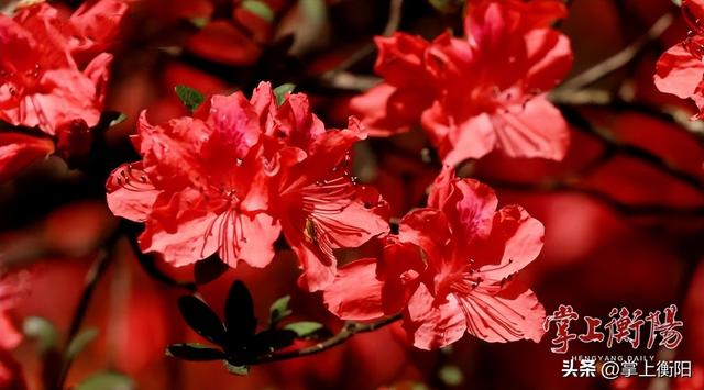 探寻南岳72峰丨翠鹫峰：南岳观杜鹃花最佳处