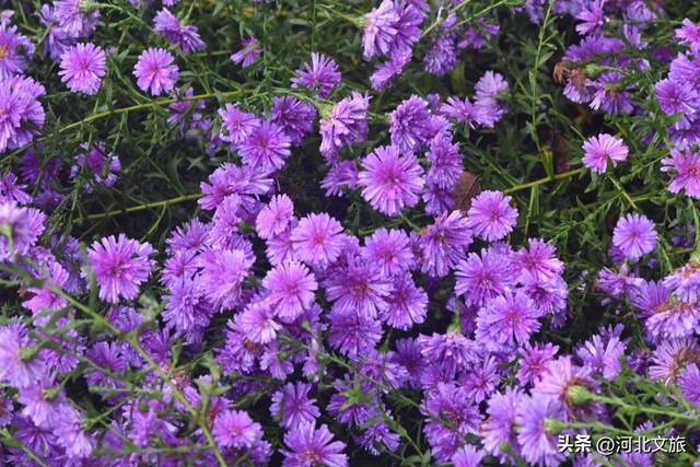 此刻，紫色“花毯”已“铺”好，石家庄市栾城区美成这样……