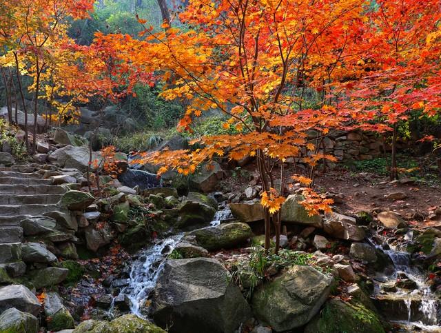不藏了，济南5个红叶仙 境，最后一个美到词穷！