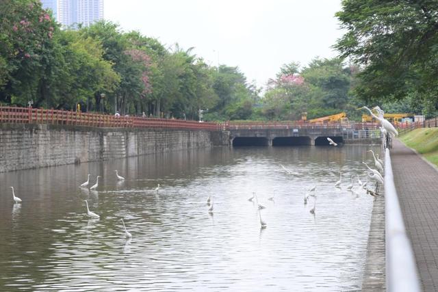 南头街道南联社区举办迷你马拉松，展示双界河生态美景