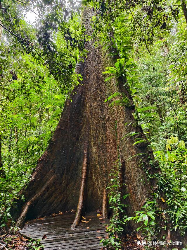 马来西亚(31)砂拉越州⑤姆鲁山canopy树冠高空漫游