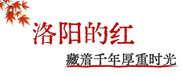 趁天晴出发！洛阳这片杉林红了！无需门票…
